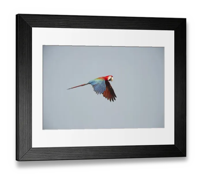 Framed Print : Red and Green Macaw Ara chloroptera Tambopata Amazon Rainforest Peru Framed Print : Red and Green Macaw Ara chloroptera Tambopata Amazon Rainforest Peru