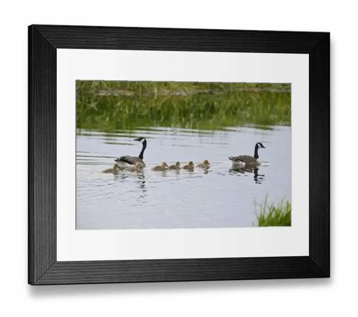 Framed Print : Canada Geese Branta canadensis with family of goslings Norfolk summer Framed Print : Canada Geese Branta canadensis with family of goslings Norfolk summer