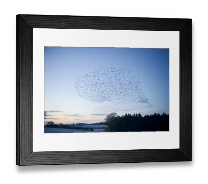 Framed Print : Starlings Sturnus vulgarus arriving at night time roost near Gretna Scotland December