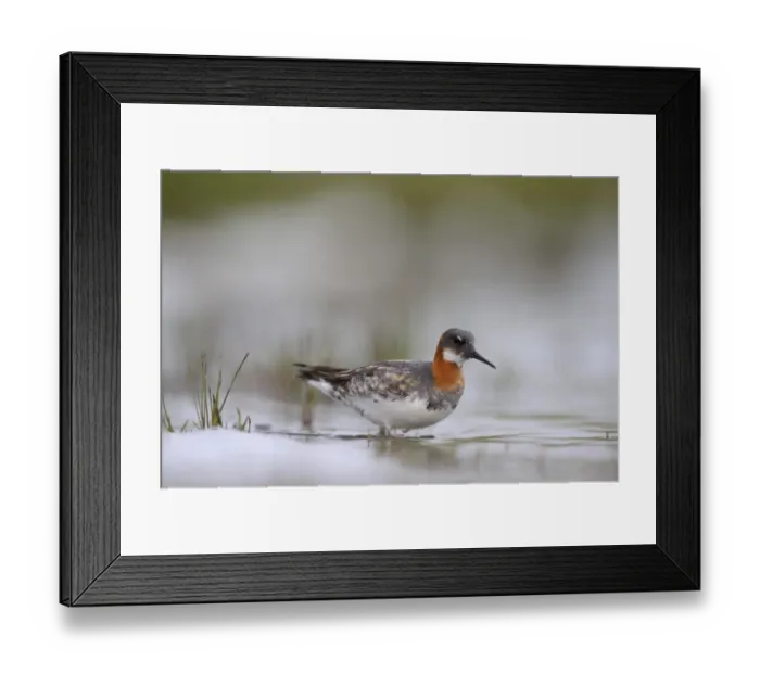 Framed Print : Red-necked Phalarope Phalaropus lobatus female on Loch Funzie Fetlar Shetland June Framed Print : Red-necked Phalarope Phalaropus lobatus female on Loch Funzie Fetlar Shetland June