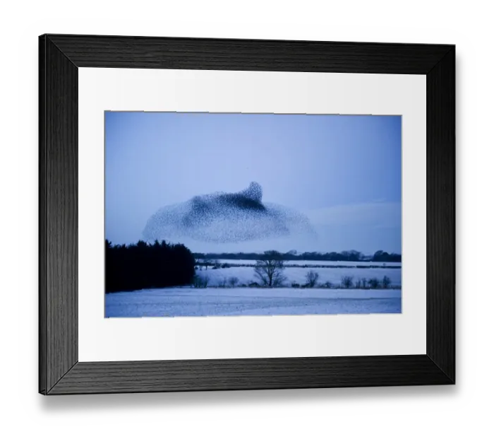 Framed Print : Starlings Sturnus vulgarus arriving at night time roost near Gretna Scotland December