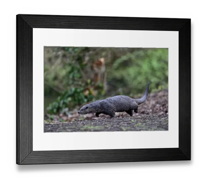 Framed Print : European Otter (Eurasian River Otter) Lutra lutra on River Thet, Thetford, Norfolk