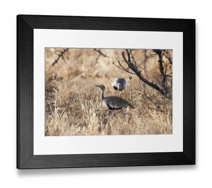 Framed Print : Buff-crested Bustard Eupodotis gindlana male displaying to female Samburu Kenya Framed Print : Buff-crested Bustard Eupodotis gindlana male displaying to female Samburu Kenya