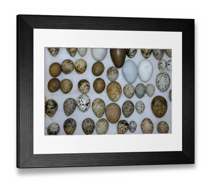 Framed Print : A selection of British Birds eggs from Victorian collection Framed Print : A selection of British Birds eggs from Victorian collection