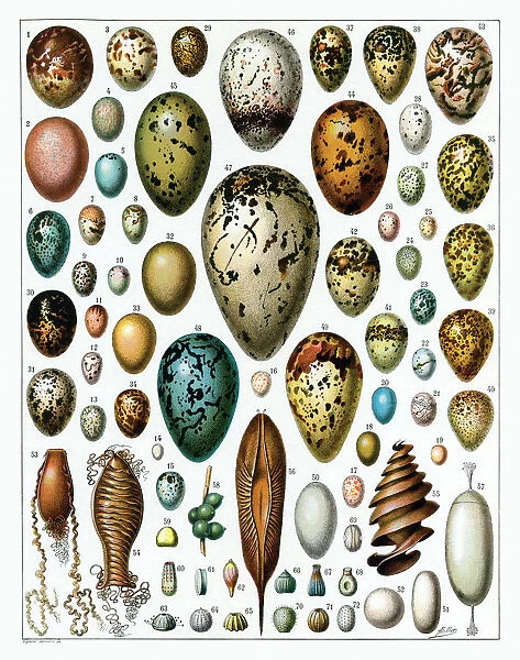 Eggs. A stunning variety of eggs. Date: 1930