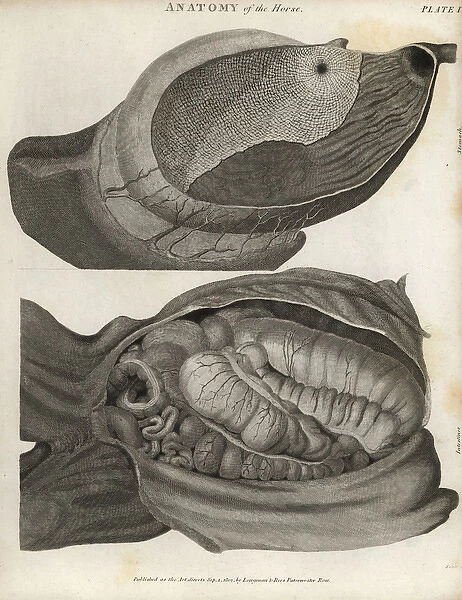 Anatomy of the horse - intestines