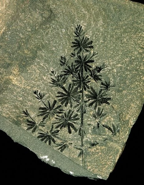 Annularia sphenophylloid, fossil horsetail