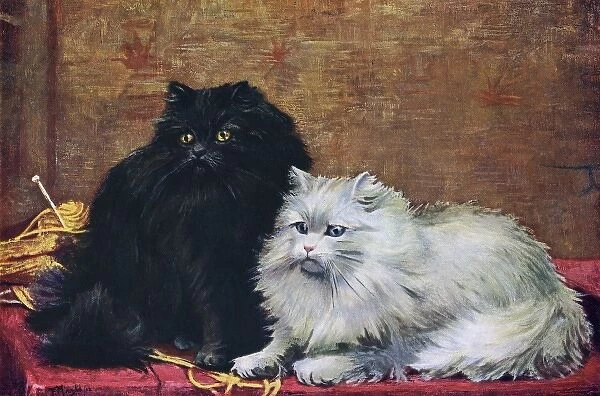 B  /  W Persian Cats
