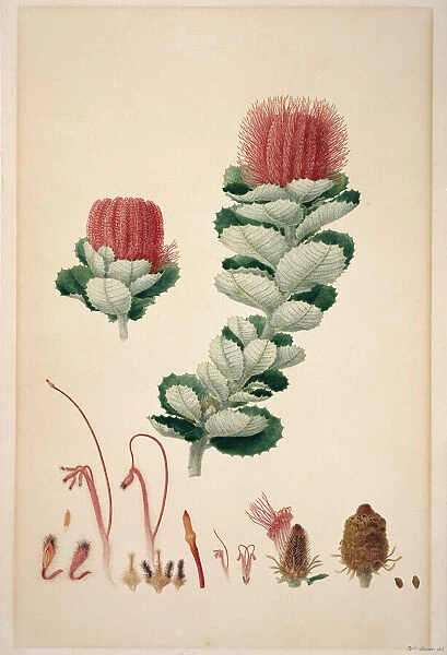 Banksia coccinea, scarlet banksia