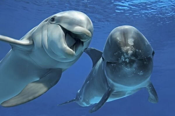 Bottlenose Dolphin (Tursiops truncatus) and Risso s