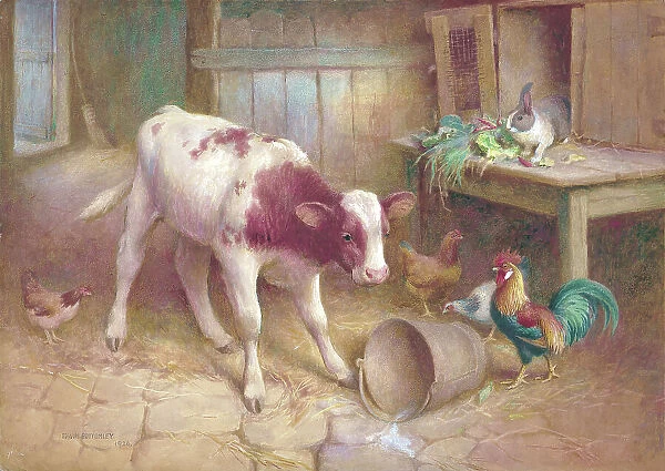Calf, cockerel, hens and rabbit
