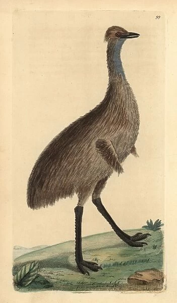 Cassowary, Casuarius australis (Emu, Dromaius