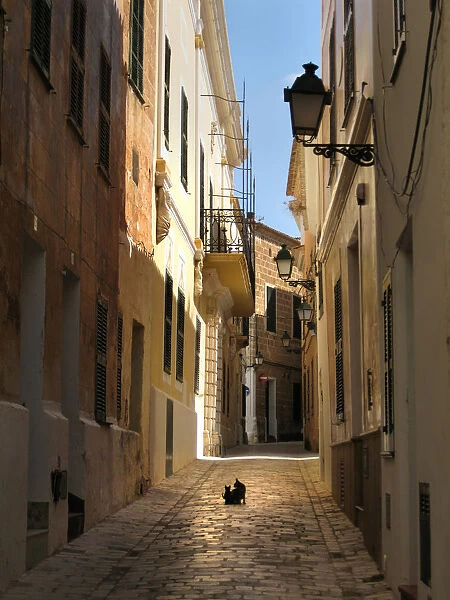 Cat and kitten sit in the middle of an alleyway, Ciutedella