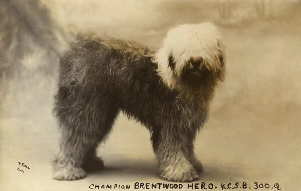Champion Brentwood Hero - Old English Sheepdog