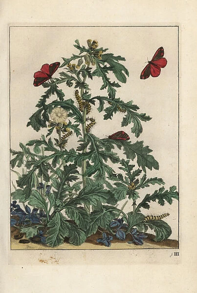 Cinnabar moth, Tyria jacobaeae, on ragwort