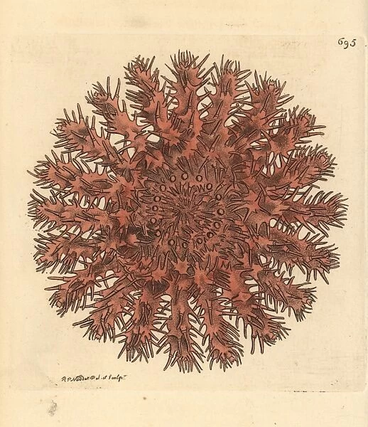 Crown of thorns starfish, Acanthaster planci