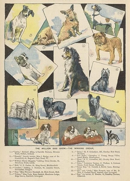 Dog Show Winners 1893