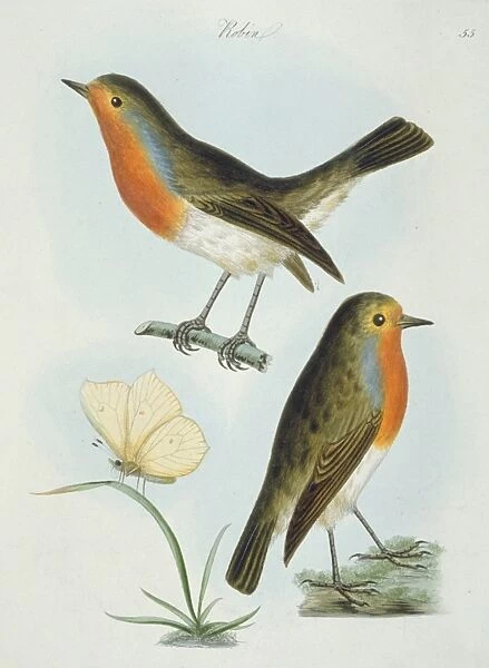 Erithacus rubecula, European robin