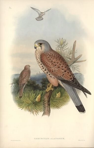 Falco tinnunculus, common kestrel