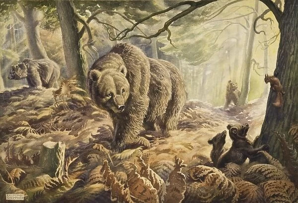 A Family of bears in the wood