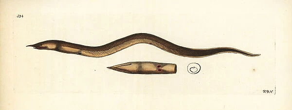 Finny snake eel, Caecula pterygera