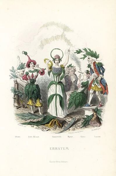 Flower fairies of tobacco, everlasting, olive