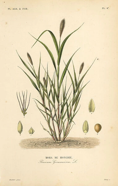 Foxtail millet or Italian millet, Setaria italica