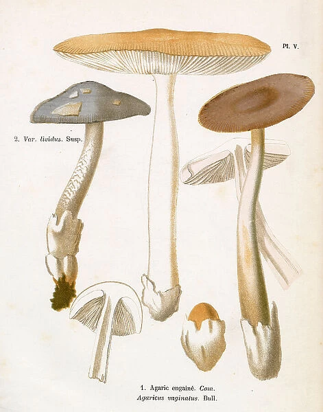 Funghi. AGARICUS VAGINATUS (edible) Date: 1876