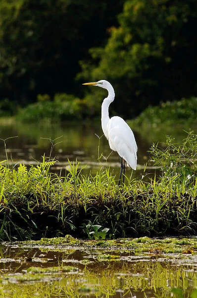 Great Egret feeds on fish in an oxbow lake in Kinabatangan