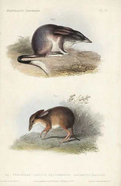 Greater bilby and pig-footed bandicoot (extinct)