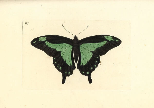 Green-banded swallowtail butterfly, Papilio phorcas