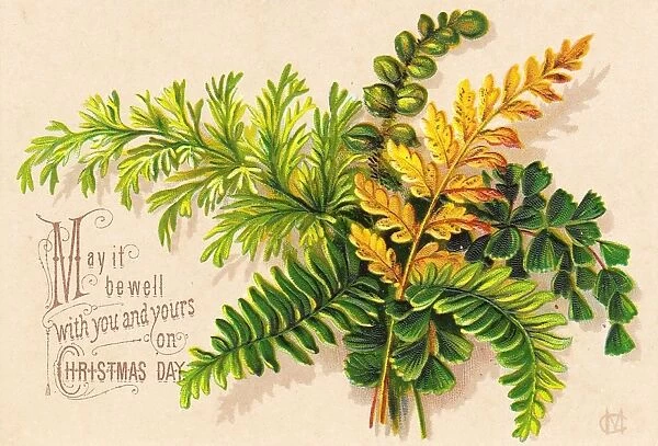 Green and yellow ferns on a Christmas card
