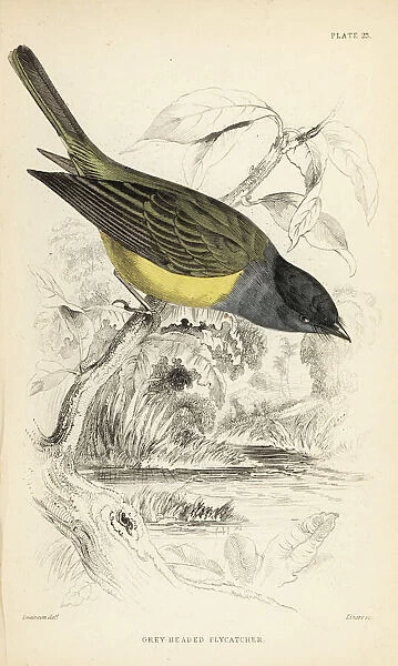 Grey-headed canary-flycatcher, Culicicapa ceylonensis