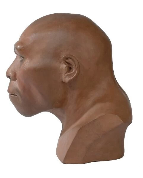 Homo erectus, Peking man