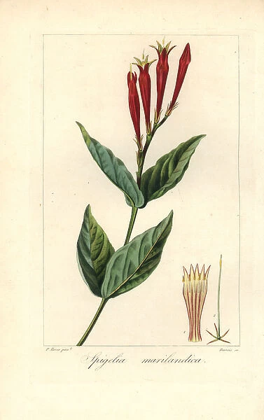 Indian pink or woodland pinkroot, Spigelia marilandica