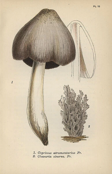 Ink mushroom, Coprinus atramentarius 1