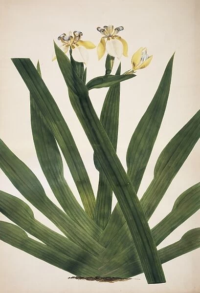 Iris ensata, Japanese iris