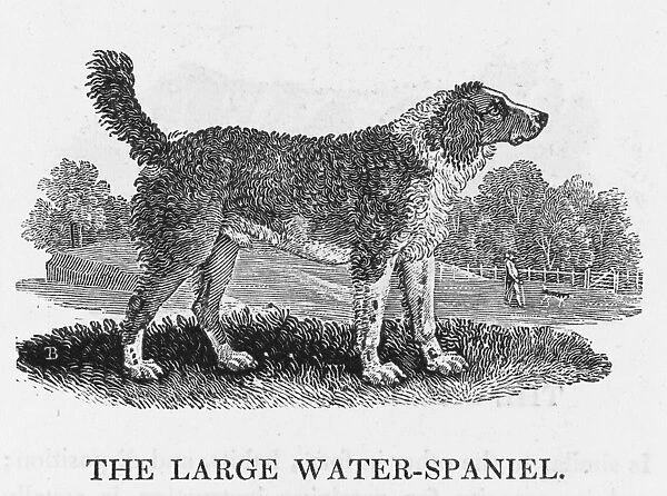 Large Water Spaniel