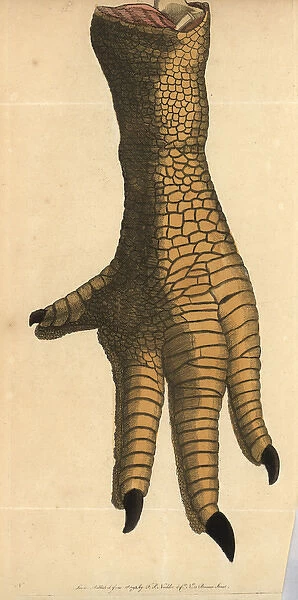 Leg of a dodo, Raphus cucullatus, Didus ineptus