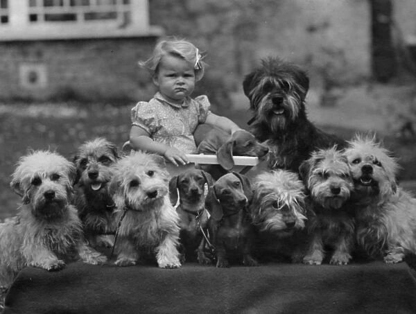 Little girl surrounded by doggies