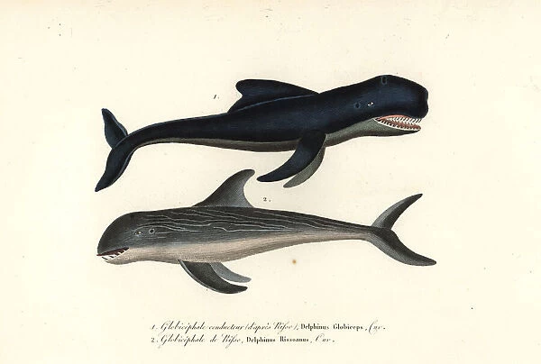 Long-finned pilot whale and Rissos dolphin