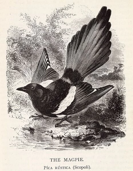 The magpie (pica rustica), a member of the crow family. Date: 1899