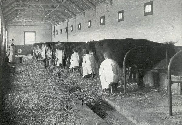 Milking, Darenth Training Colony, Kent