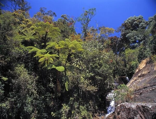 Montane rainforest, Sri Lanka