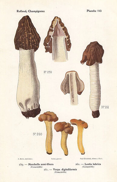 Morel and jelly baby mushrooms