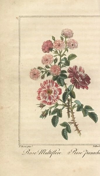 Multiflora rose, Rosa multiflora, and Rose panachee