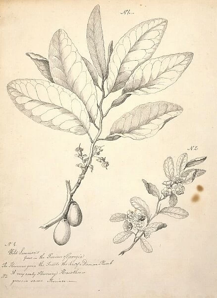 Nyssa ogeche, ogeechee lime & Crataegus sp. hawthorn