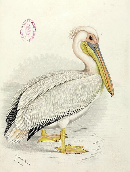 Pelecanus onocrotalus, great white pelican