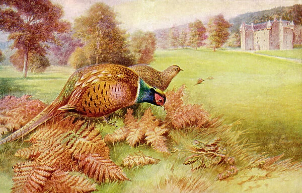 Pheasant (Rankin)