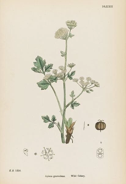Plants  /  Apium Graveolens